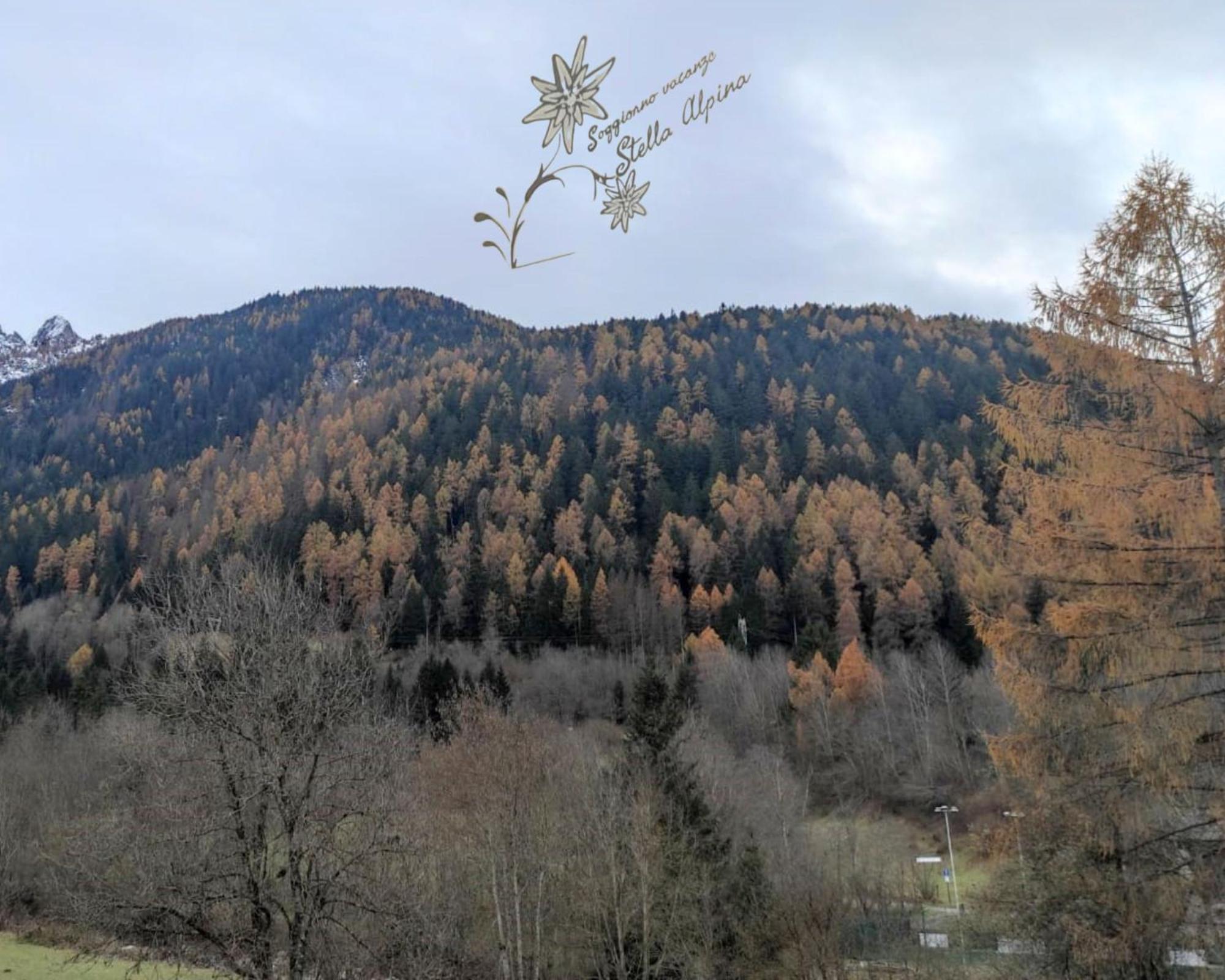 Soggiorno Vacanze Stella Alpina Temù Extérieur photo